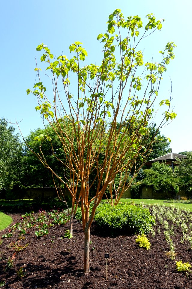 Acer x conspicuum 'Phoenix' - Savill Garden - Windsor Great Park, England - DSC05956