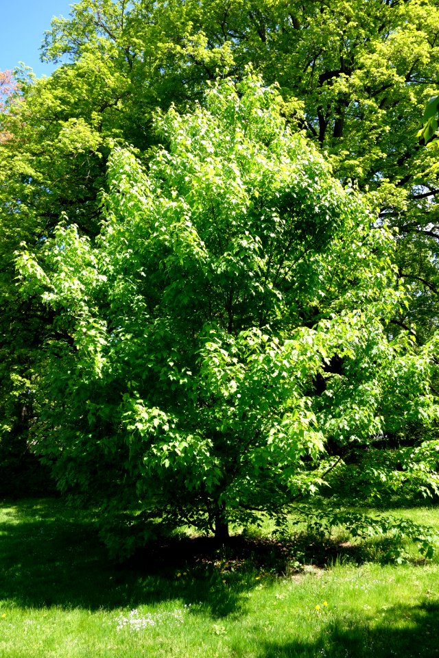 Acer tsinglingense - Morris Arboretum - DSC00502