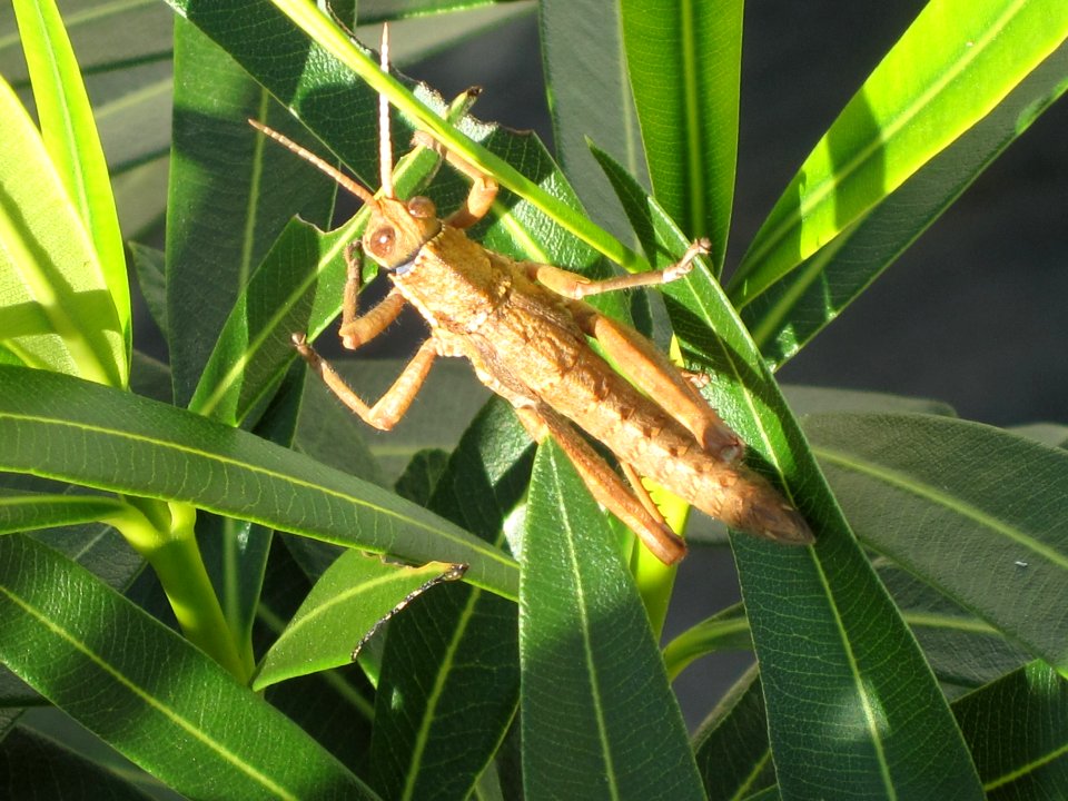 Acinipe sp. (Toad grasshopper sp.), Cala de Mijas, Spain