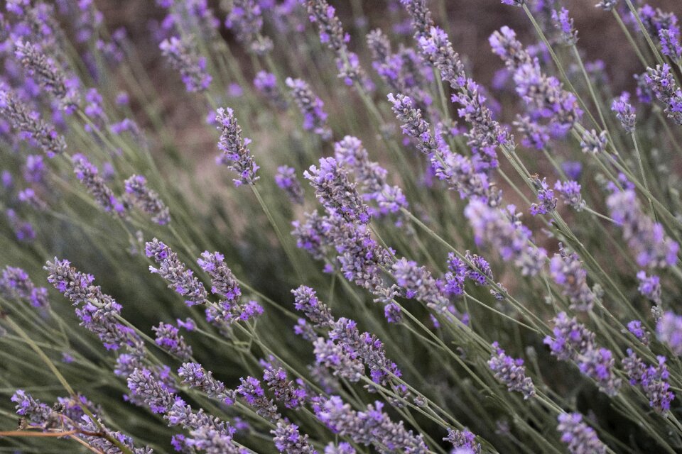 Plant nature natural