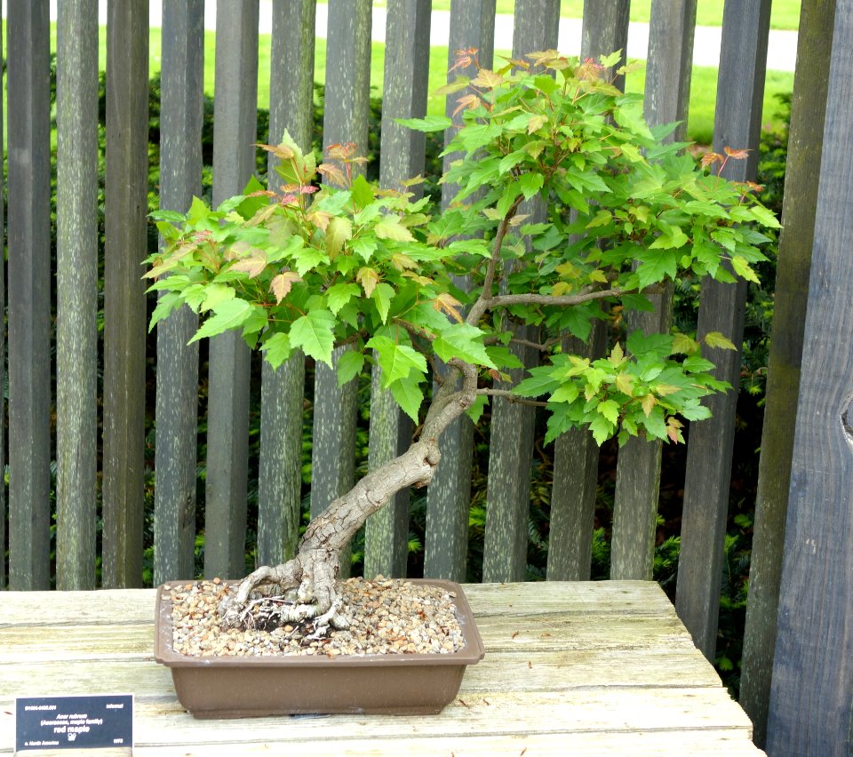 Acer rubrum bonsai - Dawes Arboretum - DSC02994