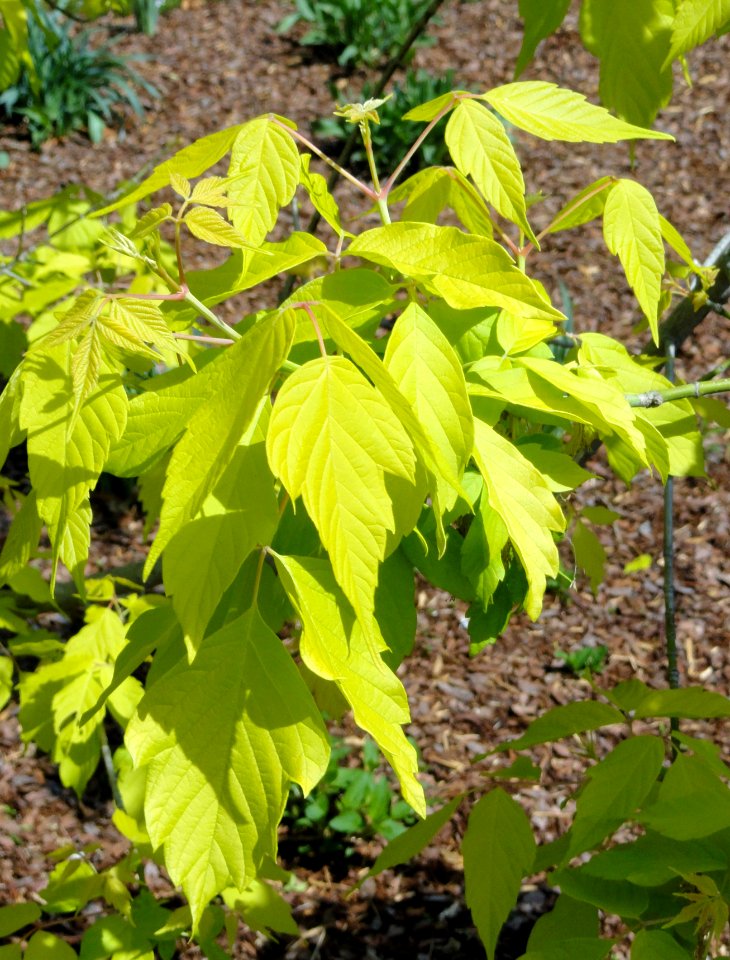 Acer negundo 'Kelly's Gold' - United States Botanic Garden - DSC09479