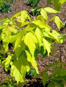 Acer negundo 'Kelly's Gold' - United States Botanic Garden - DSC09479