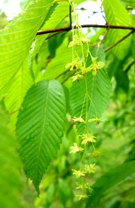 Acer carpinifolium - Tyler Arboretum - DSC01752