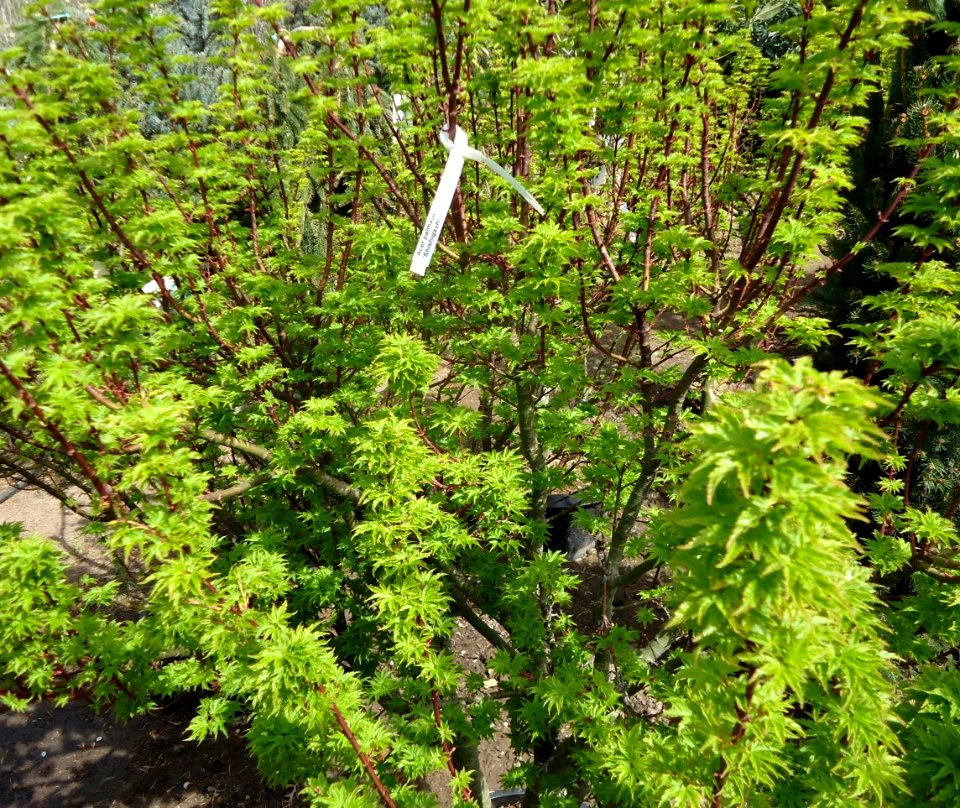 Acer palmatum 'Shishigashira' plants growing in NJ in April wideshot