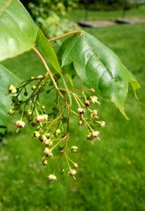 Acer wuyuanense - Morris Arboretum - DSC00464