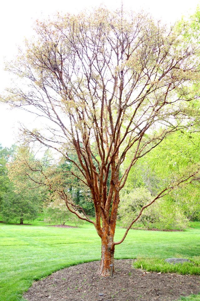 Acer griseum - Longwood Gardens - DSC00797