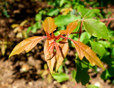 Acer griseum - Arnold Arboretum - DSC06769