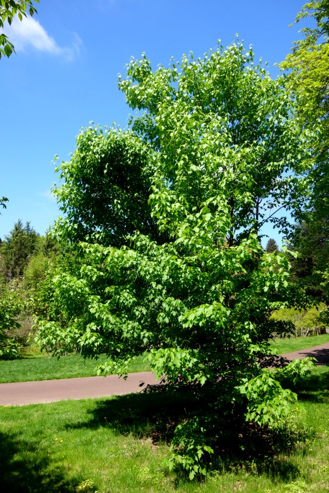 Acer tsinglingense - Morris Arboretum - DSC00498