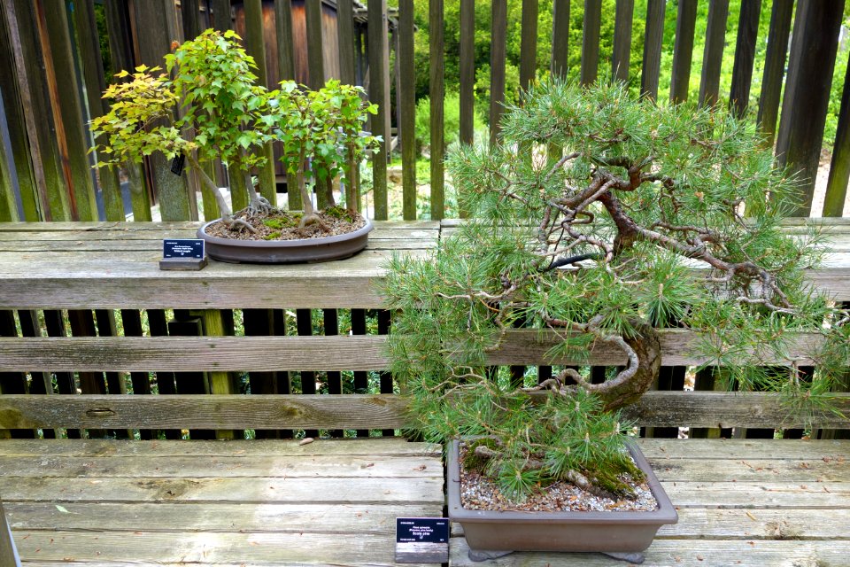Acer buergerianum and Pinus sylverstris bonsai - Dawes Arboretum - DSC02986
