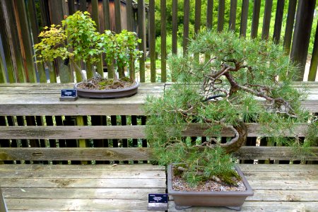 Acer buergerianum and Pinus sylverstris bonsai - Dawes Arboretum - DSC02986