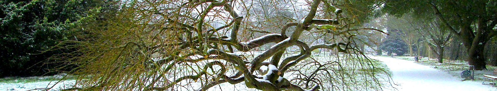 Acer palmatum. The Geographer