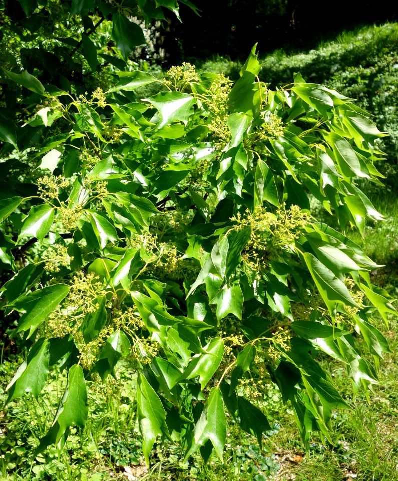 Acer buergerianum - Morris Arboretum - DSC00410