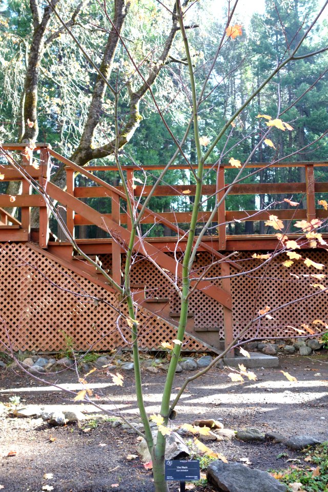 Acer circinatum - Dunsmuir Botanical Gardens - DSC02904
