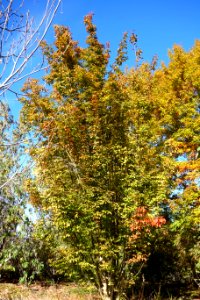 Acer henryi - Quarryhill Botanical Garden - DSC03286
