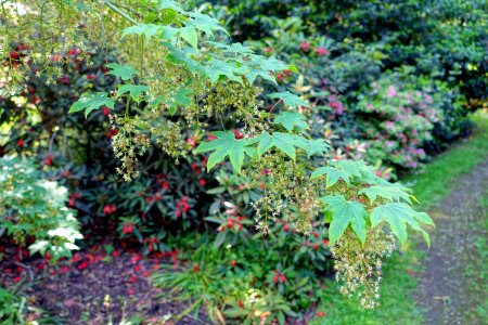 Acer campbellii subsp. flabellatum - Savill Garden - Windsor Great Park, England - DSC06248