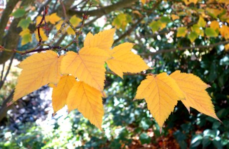 Acer rufinerve - Quarryhill Botanical Garden - DSC03613