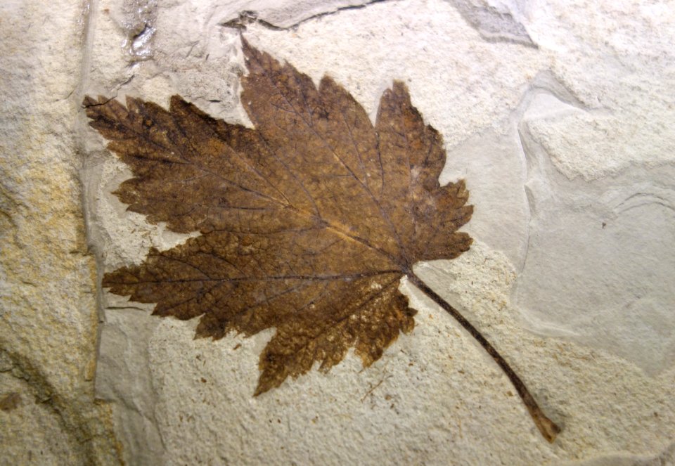 Acer subukurunduense (fossil leaf) - National Museum of Nature and Science, Tokyo - DSC06789