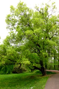 Acer truncatum - Morris Arboretum - DSC00272