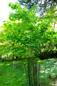 Acer tegmentosum - Morris Arboretum - DSC00445