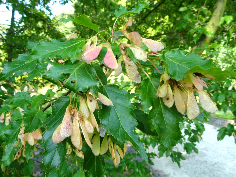 Acer tataricum - Botanischer Garten, Frankfurt am Main - DSC03250