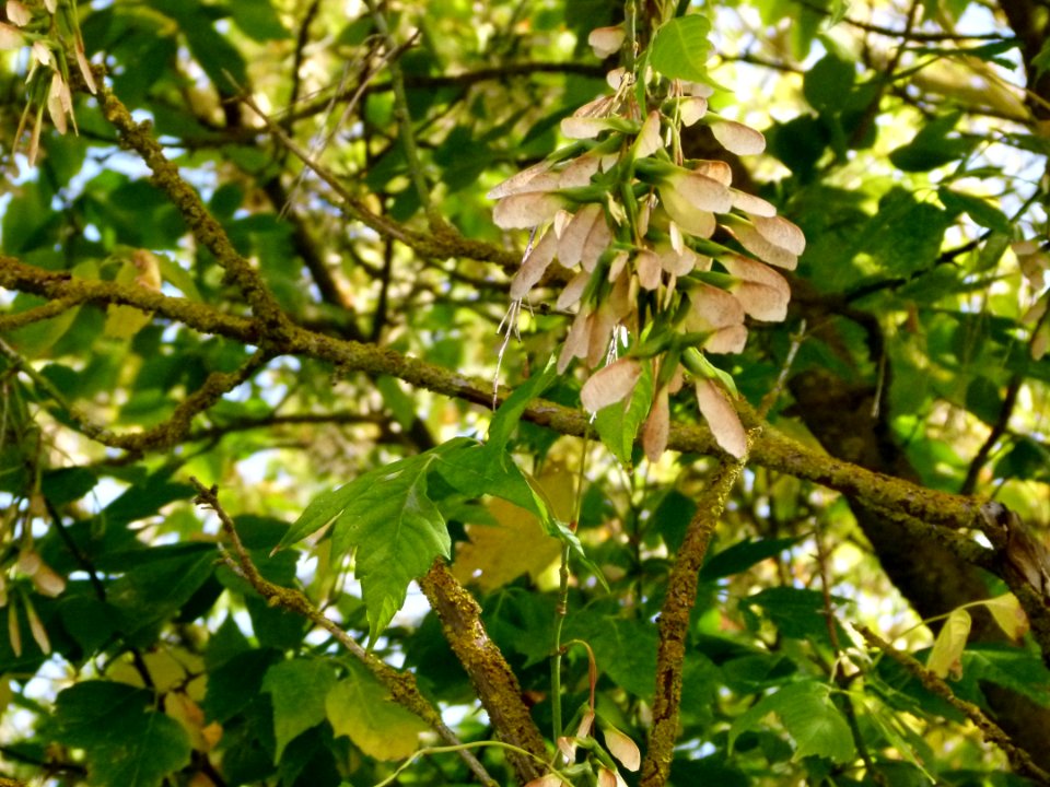 Acer - Loire et Cher