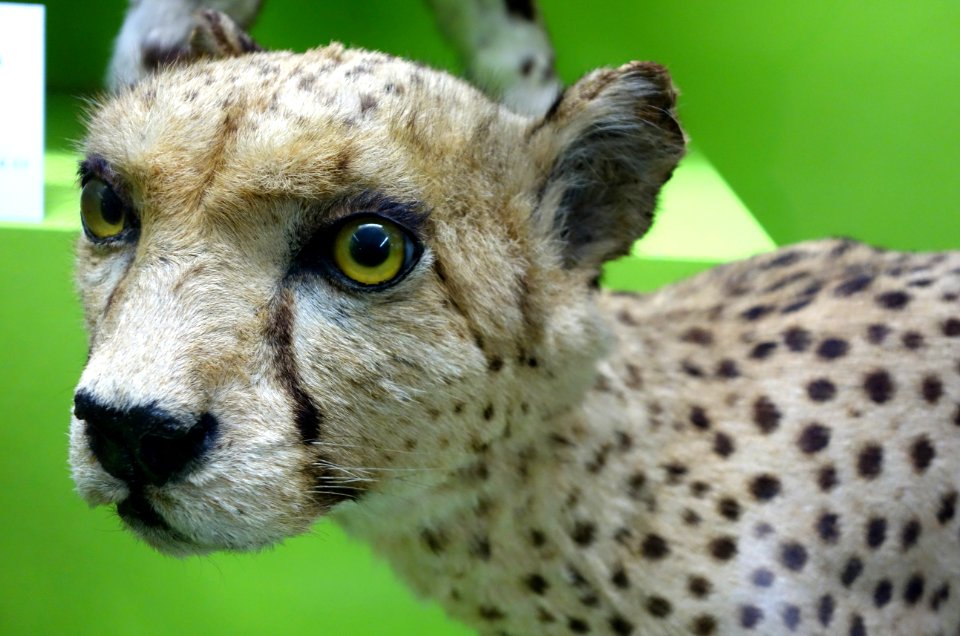 Acinonyx jubatus - Museo Civico di Storia Naturale Giacomo Doria - Genoa, Italy - DSC02743