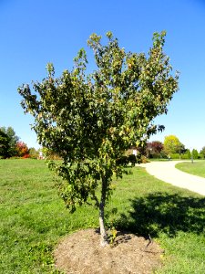 Acer ginnala - University of Kentucky Arboretum - DSC09318
