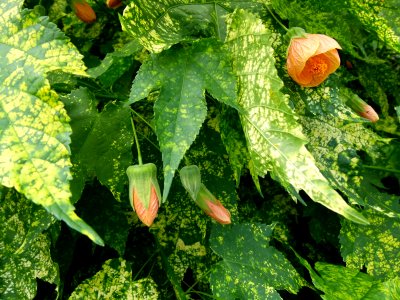 Abutilon pictum serres du Luxembourg