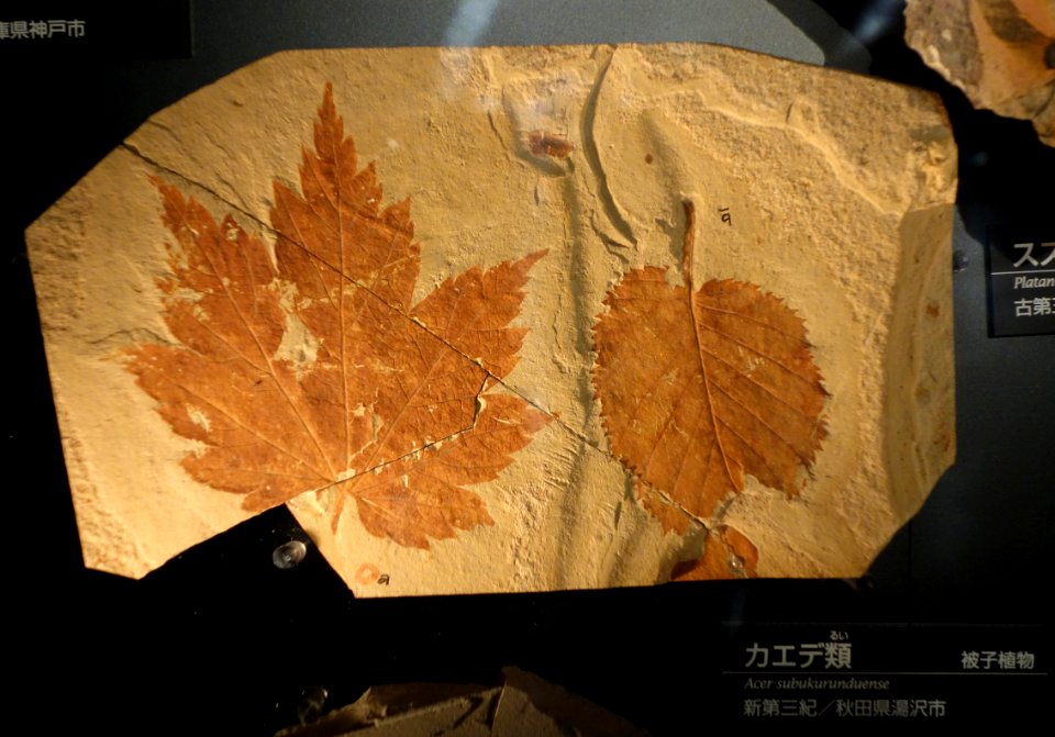 Acer subukurunduense - National Museum of Nature and Science, Tokyo - DSC07766