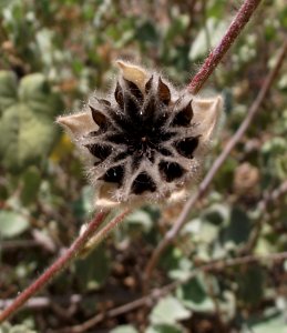 Abutilon palmeri fruit