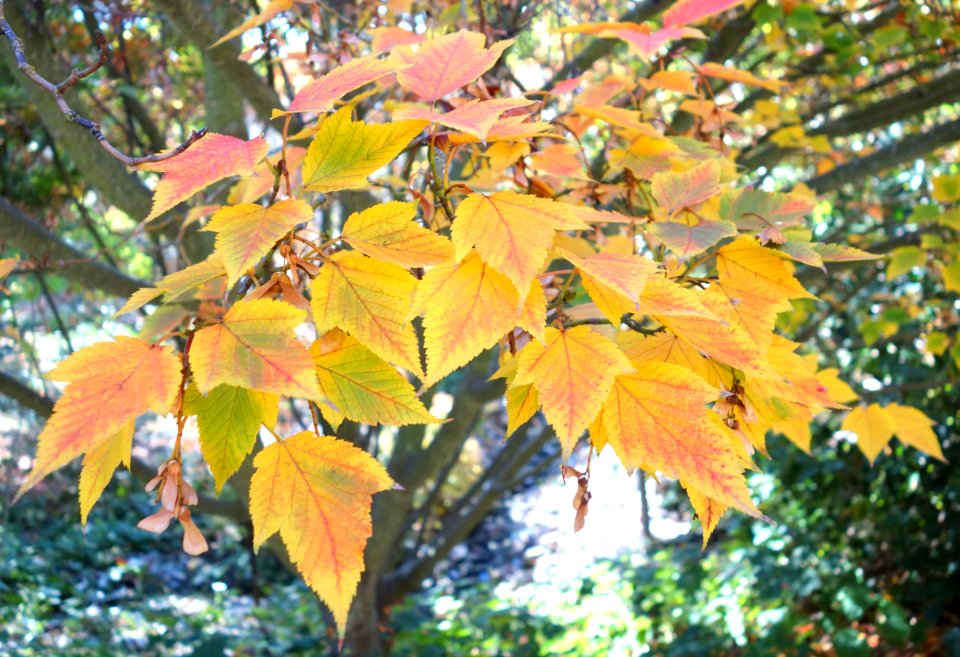Acer rufinerve - Quarryhill Botanical Garden - DSC03618