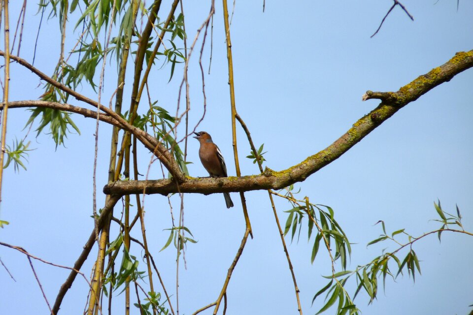 Bird nightingale plumage
