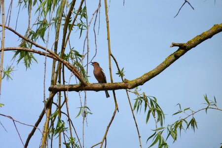Bird nightingale plumage