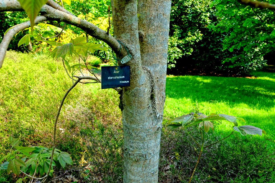 Acer sterculiaceum - Sheffield Park and Garden - East Sussex, England - DSC05492
