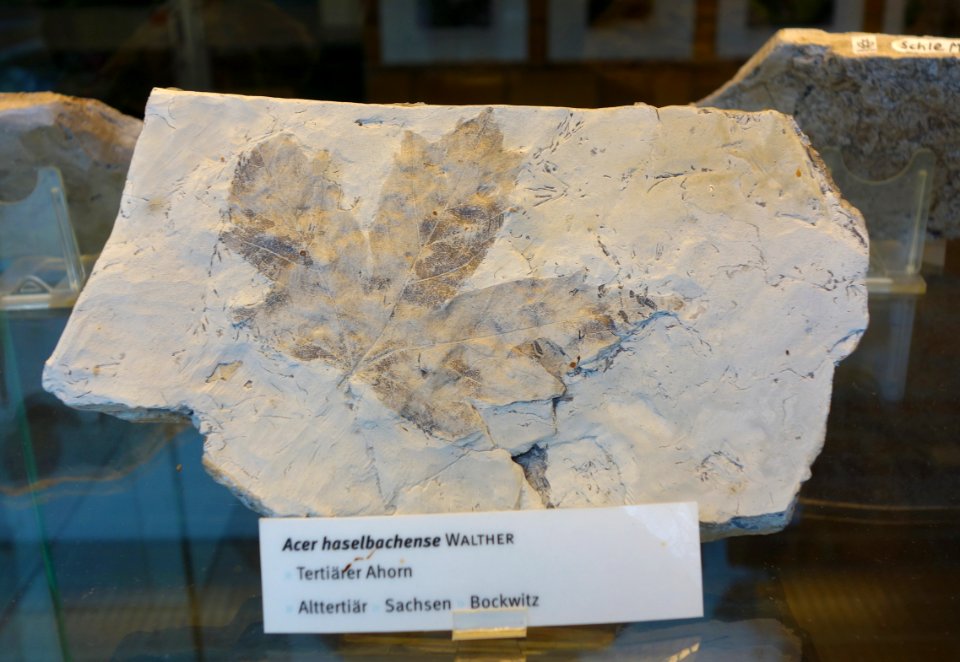 Acer haselbachense fossil - Botanischer Garten, Dresden, Germany - DSC08471