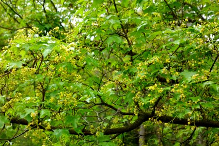 Acer truncatum - Morris Arboretum - DSC00271