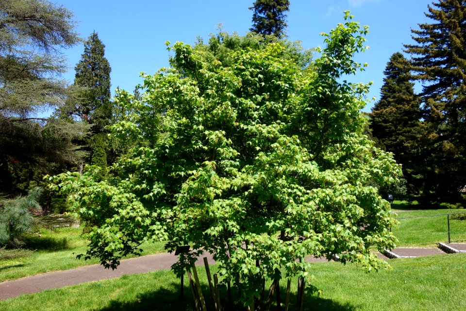 Acer wuyuanense - Morris Arboretum - DSC00460