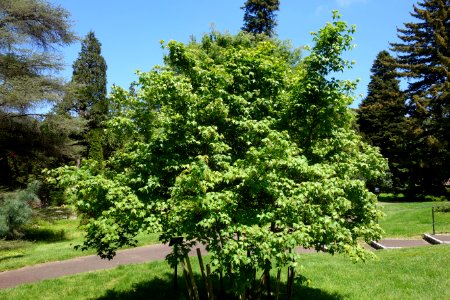 Acer wuyuanense - Morris Arboretum - DSC00460