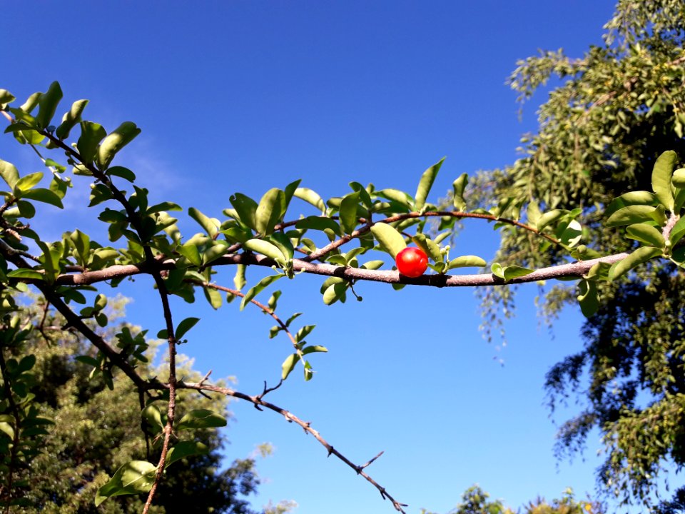 Acerola em Taubaté, SP