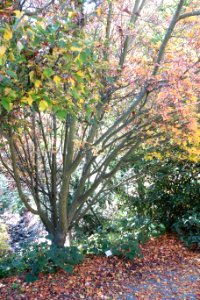 Acer rufinerve - Quarryhill Botanical Garden - DSC03615