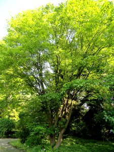 Acer maximowiczianum - Botanischer Garten, Frankfurt am Main - DSC03330