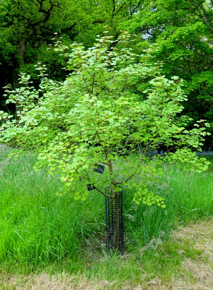 Acer hyrcanum subsp. keckianum - Hillier Gardens - Romsey, Hampshire, England - DSC04313