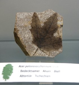Acer palaeosaccharinum fossil - Botanischer Garten, Dresden, Germany - DSC08502
