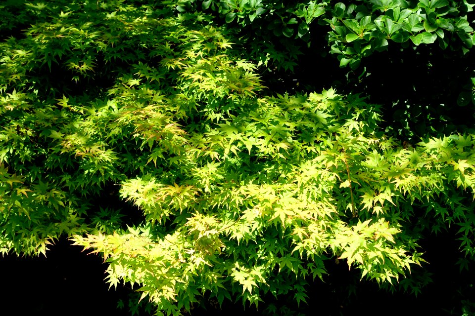 Acer palmatum 'Kashima Yatsubusa' - Asticou Azalea Garden - Northeast Harbor, Maine - DSC03516