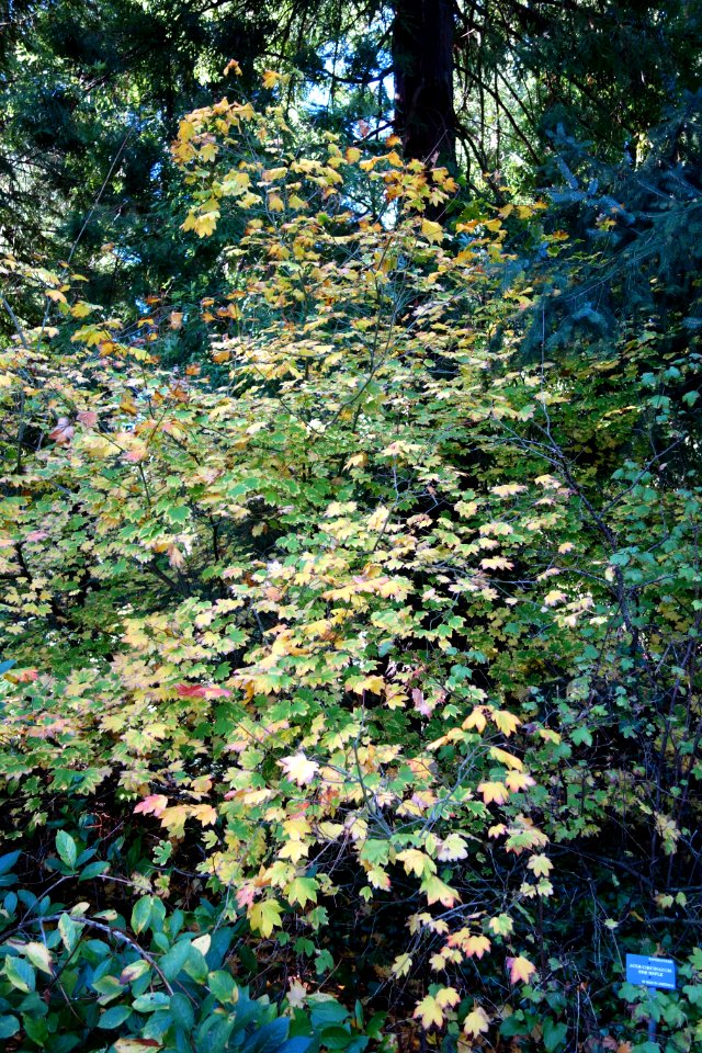 Acer circinatum - San Francisco Botanical Garden - DSC09808