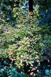 Acer circinatum - San Francisco Botanical Garden - DSC09808