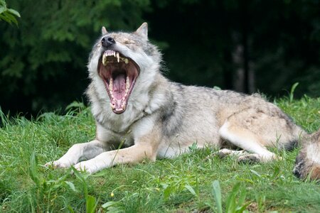 Dormant yawn lying