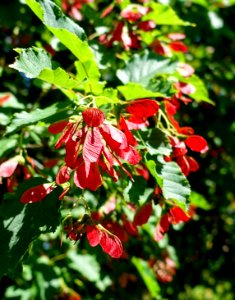 Acer tataricum 'GarAnn' - Coastal Maine Botanical Gardens - DSC03149