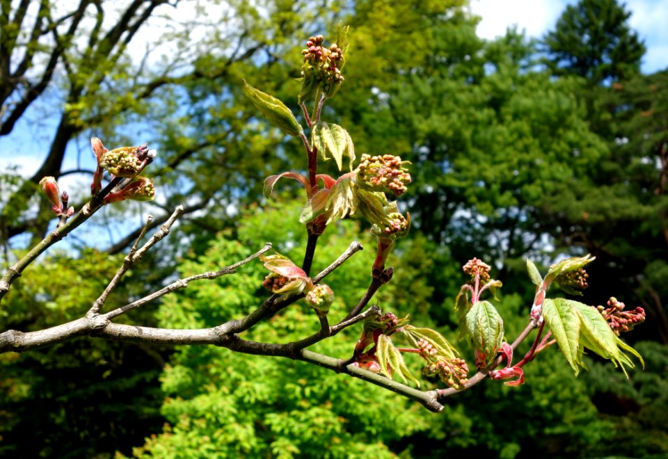 Acer campbellii subsp. sinense (Acer sinense) - Morris Arboretum - DSC00396